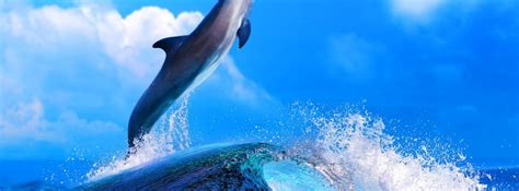 dolphin cool wallpaper hd desktop wallpapers  hd
