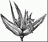 Corn Stalks Maize Drawing Plant Draw Logo Clip Clipart Getdrawings Coloring Pages sketch template