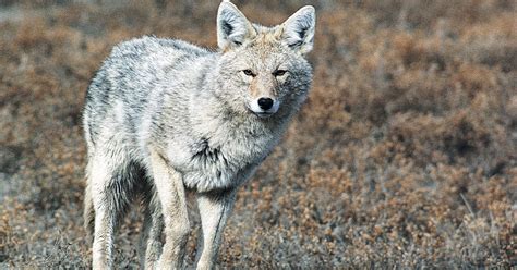 urban coyotes   cope   common intruders