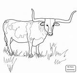 Longhorn Stier Ausmalbild Ferdinand Boi Steer Cattle Supercoloring Ausdrucken Ochse Hereford Horned Kategorien Kostenlos sketch template