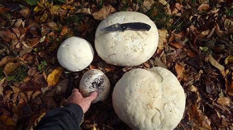 giant puffball mushrooms rcampingandhiking