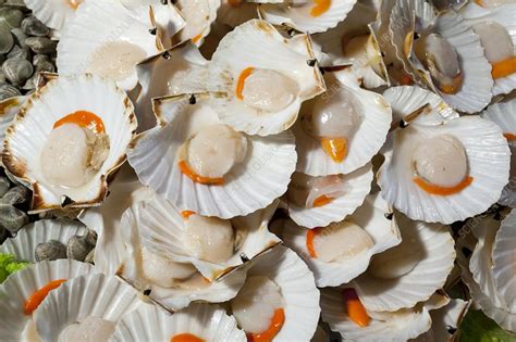 scallops stock image  science photo library