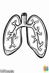 Pulmones Respiratorio Aparato Sistema Organos sketch template
