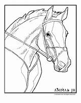 Head Pferd Rennpferd Moody Judy Cavallo Animaljr Purosangue Ausmalbild Paardenhoofd Classroomjr Pferde Caballos sketch template