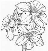 Daffodil Coloring Flower Pages Getcolorings Printable sketch template