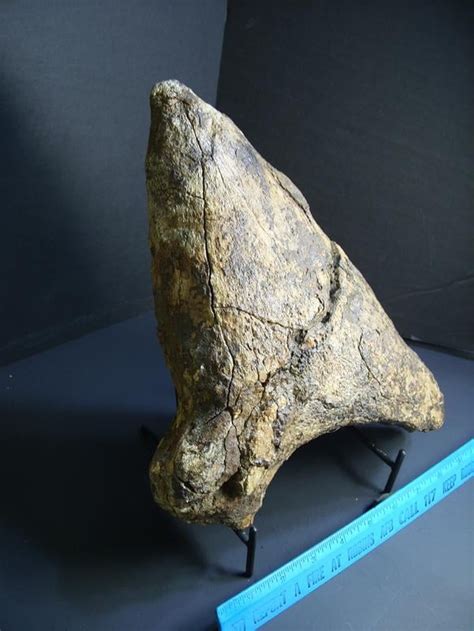 triceratops nose horn   stones bones collection