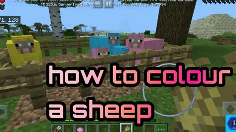 colourfull sheeps  minecraftsheep colouring youtube