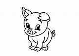 Pig Coloring Baby Cartoon Pages Kids Animals Pigs Colouring Animal Cute Clipart Color Farm Funny Printable Girl Clip Sheets Preschool sketch template