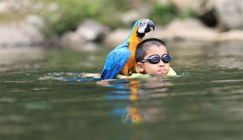macaw vior swimming macaw parrots feathered science nature lewis  sunglasses favorite