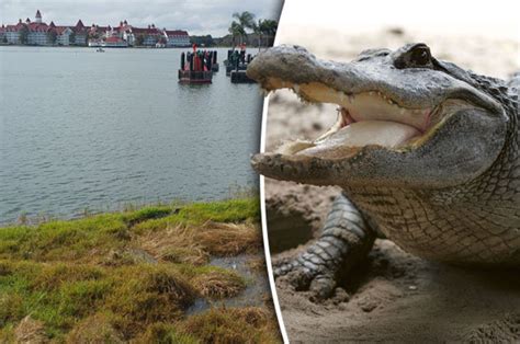 Disney World Alligator Photo Reveals How Easily Predator Can Hide