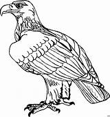 Adler Ausmalbild Malvorlage Tiere Ausmalbilder Sitzend Schnitzen Fabelhaft Vorlage Voegel Hase Pinnwand Auswählen Rooster sketch template