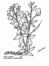 Coloring Delphinium Flower Broom Pages Flowers Scotch 33kb Visit Illustration Choose Board sketch template