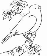 Burung Mewarnai Sketsa Tk Belajar Paud Interaktif Sangkar Anakpintar sketch template