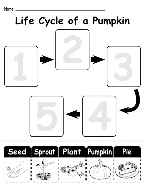 life cycle   pumpkin printable worksheets supplyme
