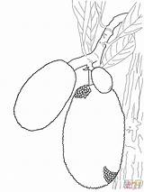 Jackfruit Jaca sketch template