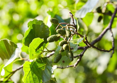 alder definition description tree wood facts britannica