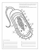 Cell Bacterial Coloring Worksheet Askabiologist Pdf Attachment sketch template