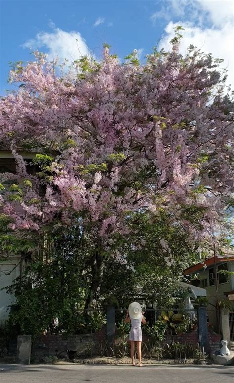 cherry blossoms   philippines   find