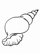 Mollusks Seashell Shellfish Bodied Aquatic Including sketch template