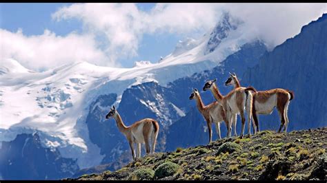 Patagonia Wildlife National Geographic Documentary With