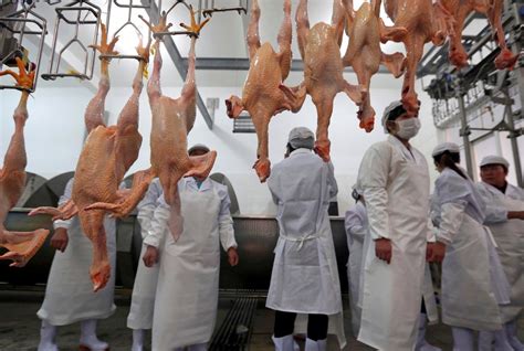 gentler chicken slaughter chinese province thinks  worth     york times