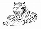 Tigre Tigres Bengala sketch template