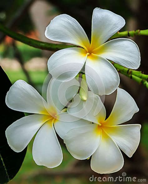 frangipani spa flowers stock photo image  garden freshness