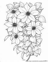 Coloring Clematis Pages Flowers Drawings для 66kb 304px цветов Patterns схемы вышивки sketch template