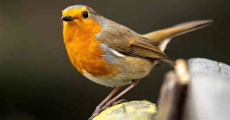 are robins aggressive to other birds small garden diy