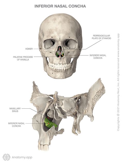 inferior nasal concha encyclopedia anatomyapp learn anatomy