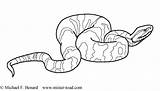 Snake Coloring Tiger Drawings 343px 46kb sketch template