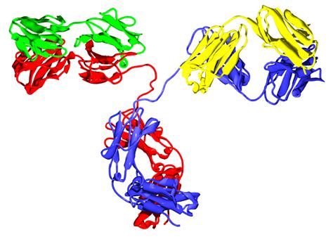 antibodies  antigens