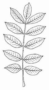 Sumac Poison Drawing Toxicodendron Vernix Helpful Illustrated Guide Plants Poisonous Plant Create Choose Board sketch template