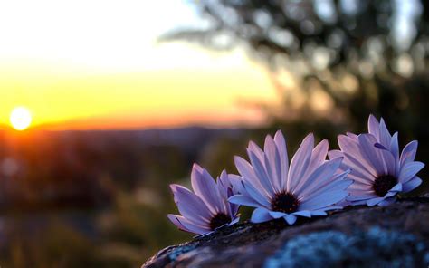 flowers   sunset wallpapers wallpaper cave