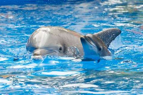Ultimate Cuteness Dolphin Calf Born At Seaworld Orlando