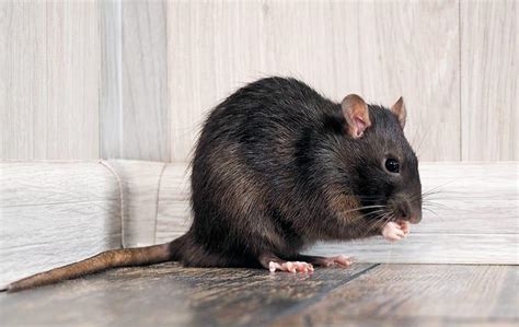black rat  brown rat whats  difference