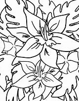 Tropical Hawaiian Mamalikesthis Plumeria Lilies sketch template