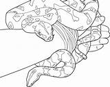 Coloring Pages Anaconda Python Boa Constrictor Snake Ball Color Getcolorings Getdrawings Print Printable Popular Colorings sketch template