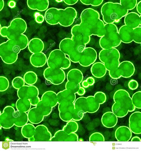 bacteria  microscope stock photography image