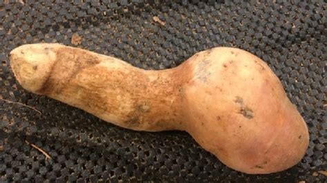 penis shaped potato shocks shoppers at darwin supermarket the courier