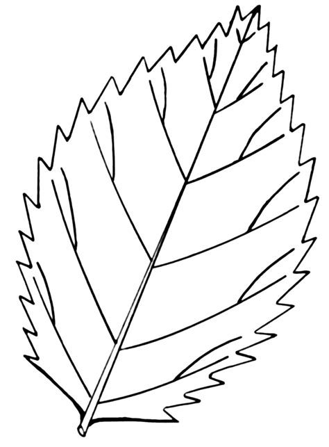 leaf coloring pages