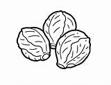 Sprouts Brussels Coloring Illustration Pages Brussel Sprout Foodhero Sheets Vegetables Draw sketch template