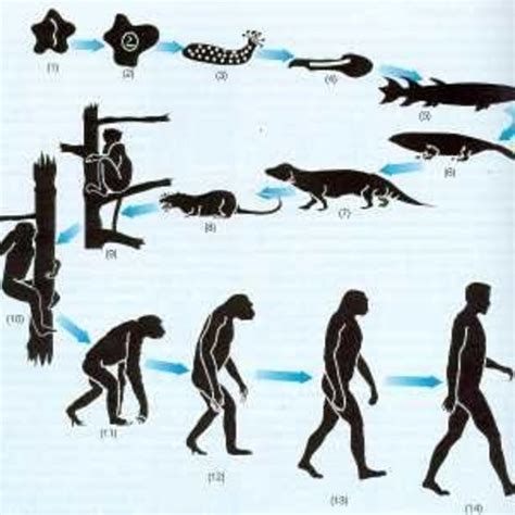 Teor As De La Evoluci N Y Origen De La Vida Timeline Timetoast