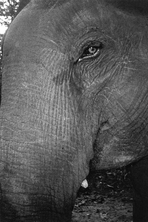 elephants head photograph  underwood archives fine art america