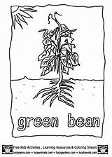 Coloring Beans Green Bean Plant Growing Cycle Life Pages Vegetable Popular Library Clipart Coloringhome sketch template