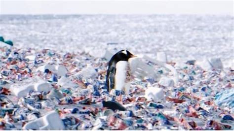 La Historia Del Vídeo De Los Pingüinos Viviendo En Una Isla De Plástico