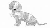 Dachshund Wiener sketch template