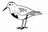 Coloring Sandpiper Designlooter 421px 04kb Clipart Wildlife sketch template
