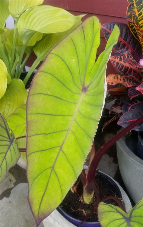 Big Leaf Tropical Plants Plant Ideas