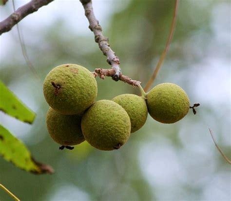 7 Easy To Find ‘wild Nuts’ Your Ancestors Ate Every Fall Off The Grid